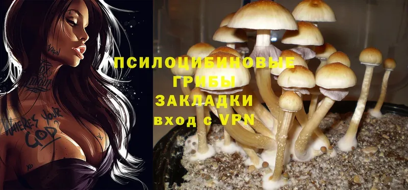 Галлюциногенные грибы Psilocybine cubensis  Кадников 